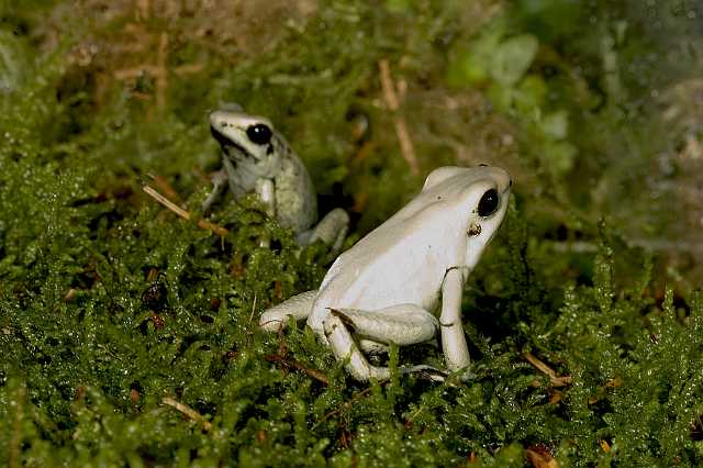 FH_091010_9527.jpg - Phyllobates terribilis mint