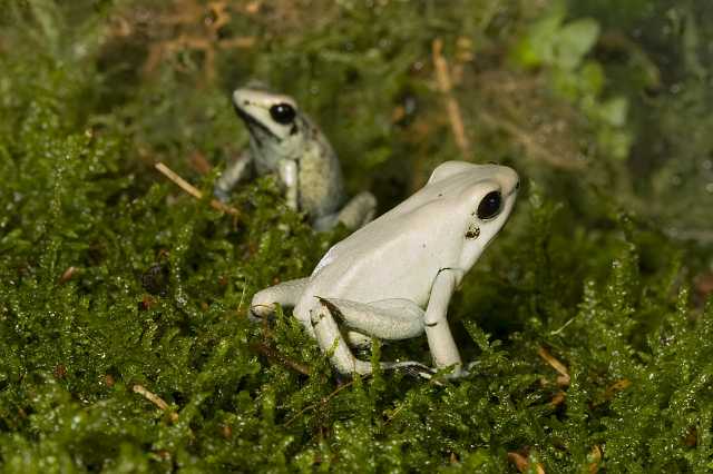 FH_091010_9528.jpg - Phyllobates terribilis mint