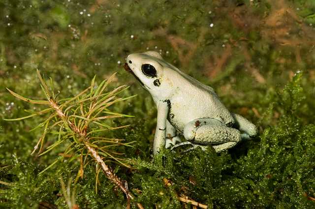 FH_091010_9530.jpg - Phyllobates terribilis mint