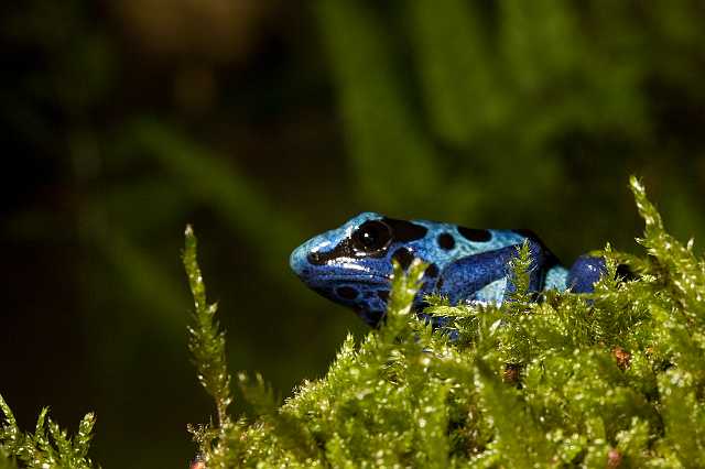 FH_091010_9531.jpg - Dendrobates auratus