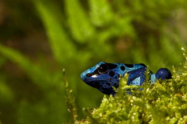 FH_091010_9532.jpg - Dendrobates auratus