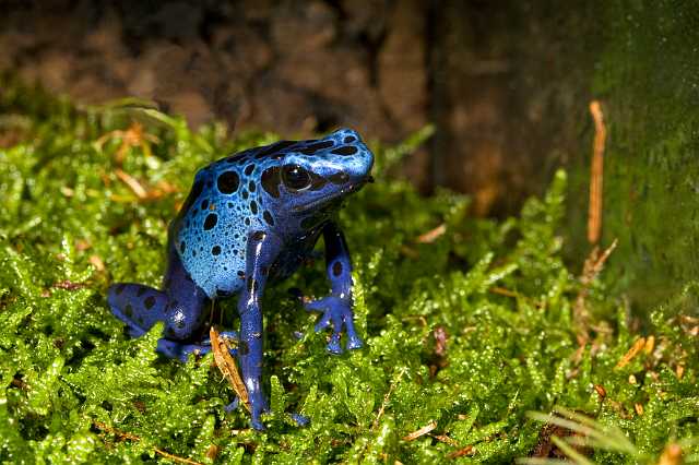 FH_091010_9533.jpg - Dendrobates auratus