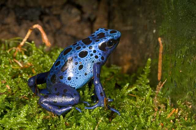 FH_091010_9534.jpg - Dendrobates auratus