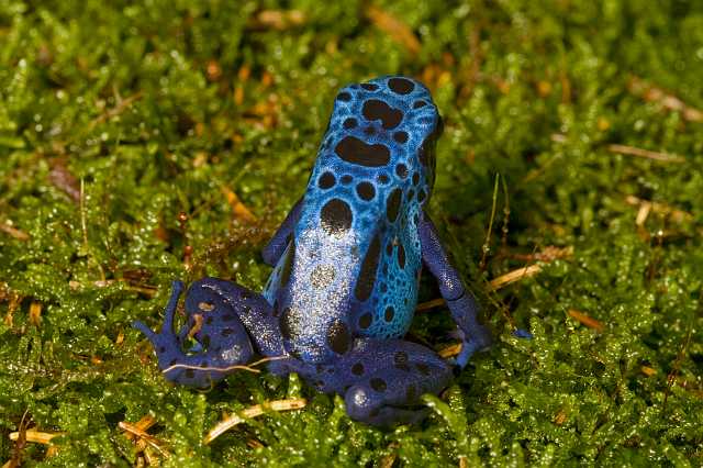 FH_091010_9570.jpg - Dendrobates auratus