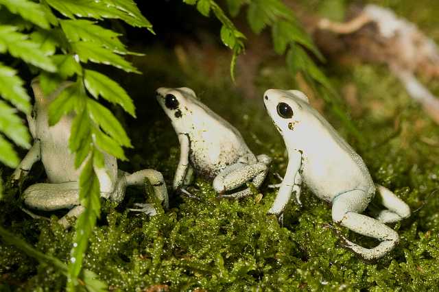 FH_091014_9609.jpg - Phyllobates terribilis mint