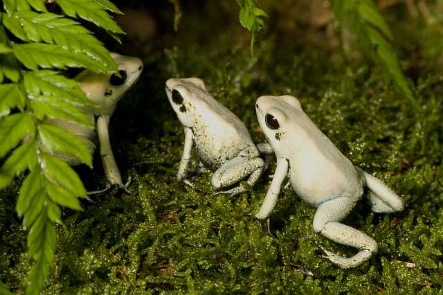 FH_091014_9612.jpg - Phyllobates terribilis mint