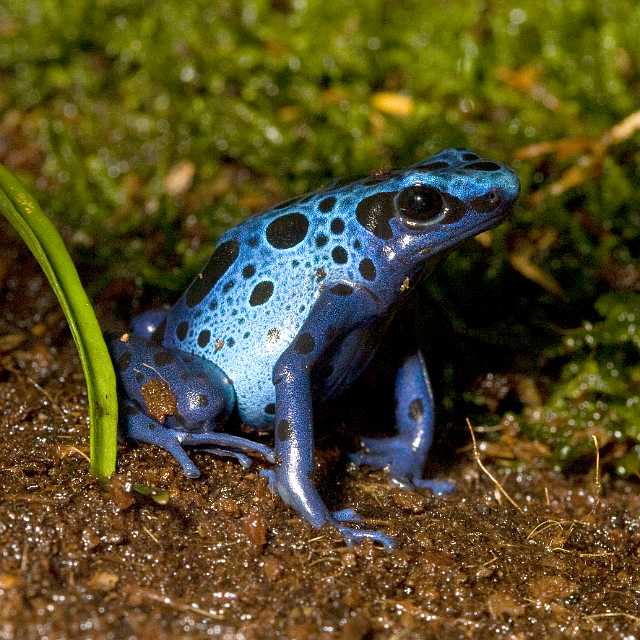 FH_091014_9613.jpg - Dendrobates azureus