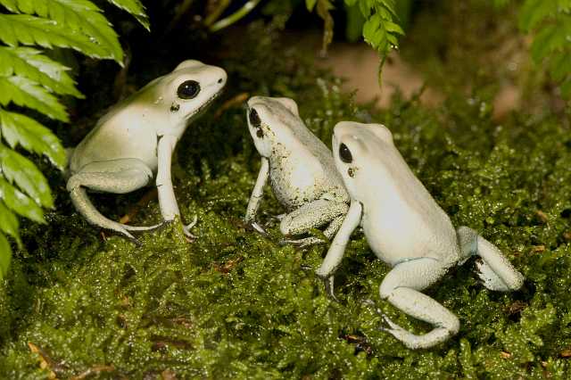 FH_091014_9617.jpg - Phyllobates terribilis mint