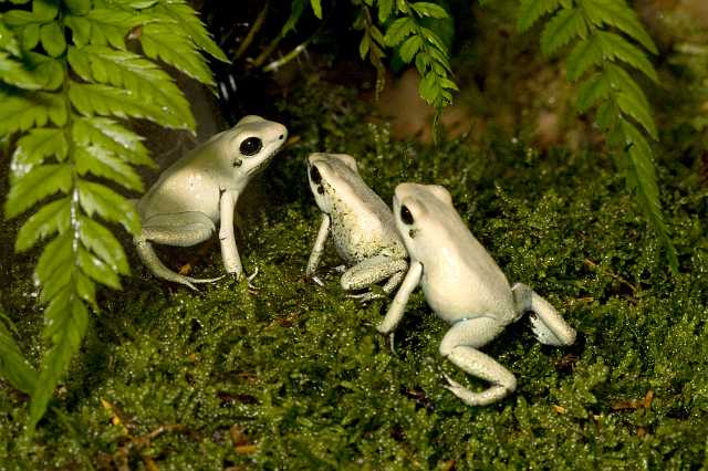 FH_091014_9618.jpg - Phyllobates terribilis mint