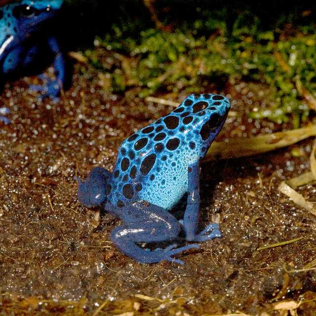 FH_091014_9619.jpg - Dendrobates azureus