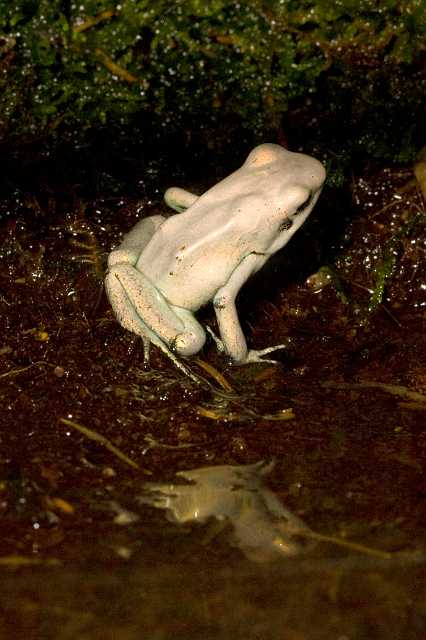 FH_091014_9621.jpg - Phyllobates terribilis mint