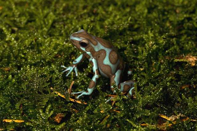 FH_091014_9674.jpg - Dendrobates auratus