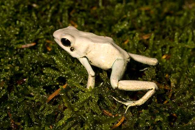 FH_091014_9675.jpg - Phyllobates terribilis mint