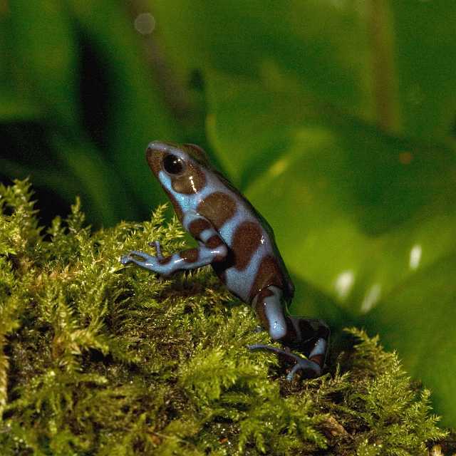 FH_091014_9678.jpg - Dendrobates auratus