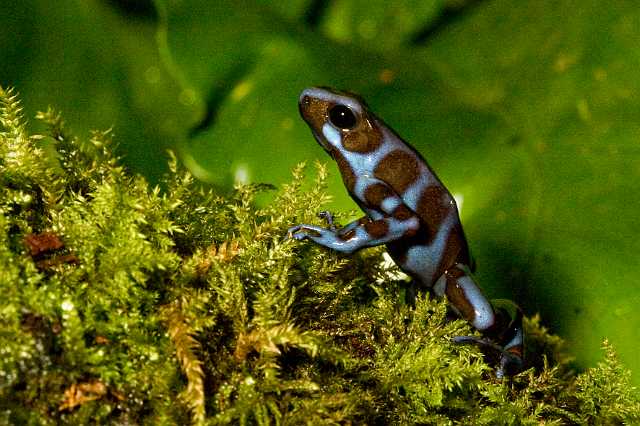 FH_091014_9679.jpg - Dendrobates auratus