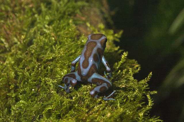 FH_091014_9680.jpg - Dendrobates auratus