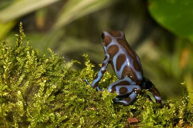 FH_091014_9681.jpg - Dendrobates auratus