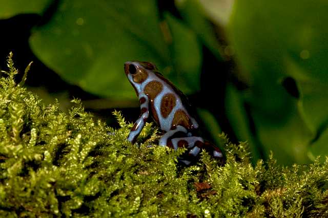 FH_091014_9682.jpg - Dendrobates auratus