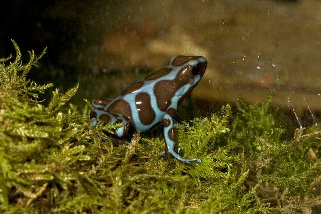 FH_091014_9683.jpg - Dendrobates auratus