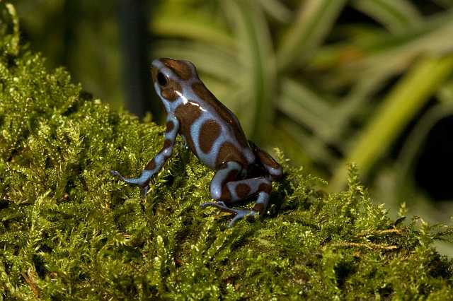 FH_091014_9684.jpg - Dendrobates auratus