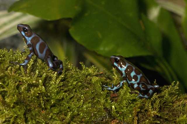 FH_091014_9685.jpg - Dendrobates auratus