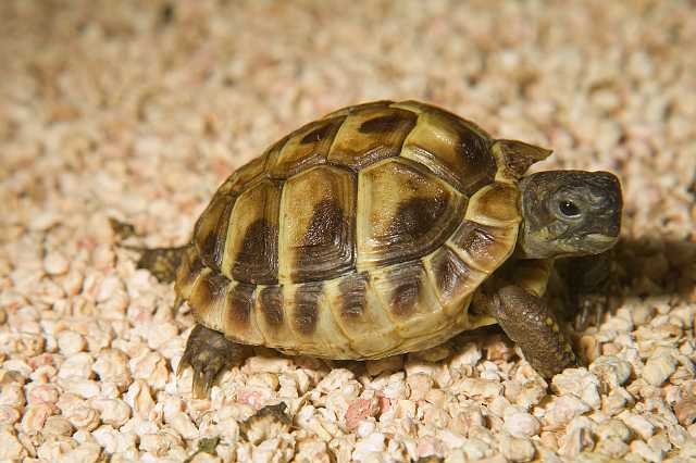 FH_080510_E55367.jpg - Griekse landschildpad (juv)