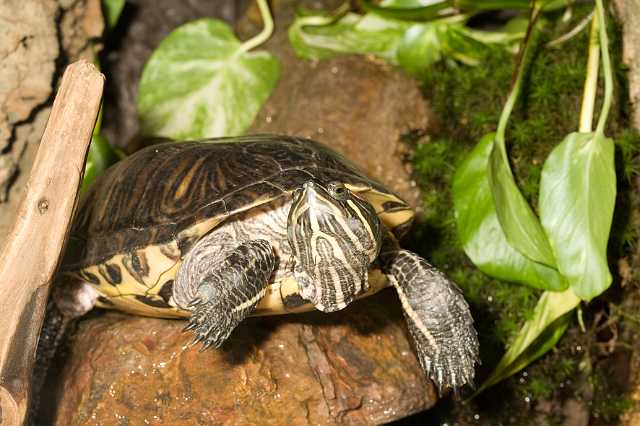 FH_080920_6315.jpg - Roodwangschildpad