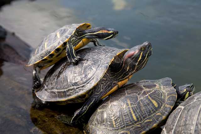 FH_090803_9073.jpg - Trachemys scripta elegans; Roodwangschildpad