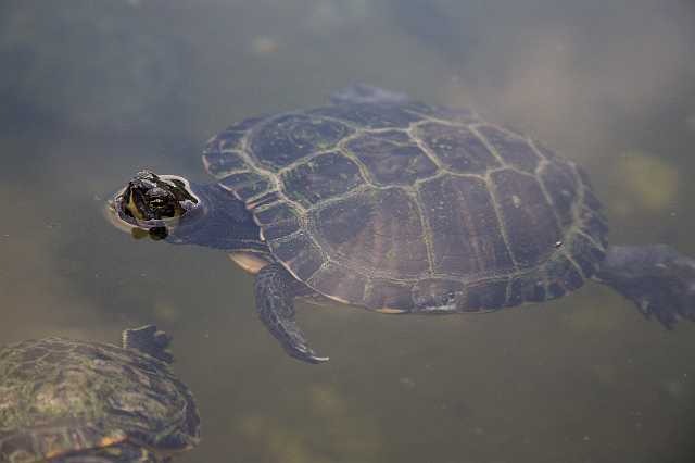 FH_090803_9074.jpg - Trachemys scripta elegans; Roodwangschildpad