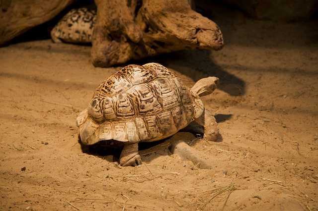 FH_091219_10864.jpg - Geochelone pardalis - Panter of luipaardschildpad