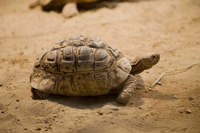 FH_091219_10865.jpg - Geochelone pardalis - Panter of luipaardschildpad