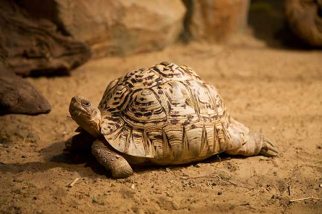 FH_091219_10867.jpg - Geochelone pardalis - Panter of luipaardschildpad