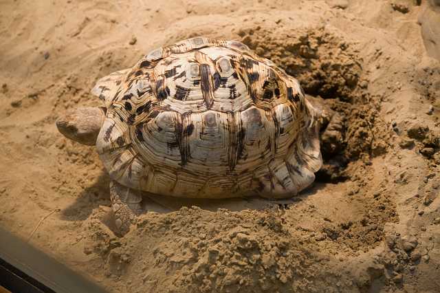 FH_091219_10869.jpg - Geochelone pardalis - Panter of luipaardschildpad - vrouwtje