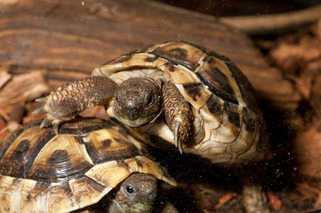 FH_101003_14804.jpg - Testudo hermanni boettgeri, juv - Griekse landschildpad