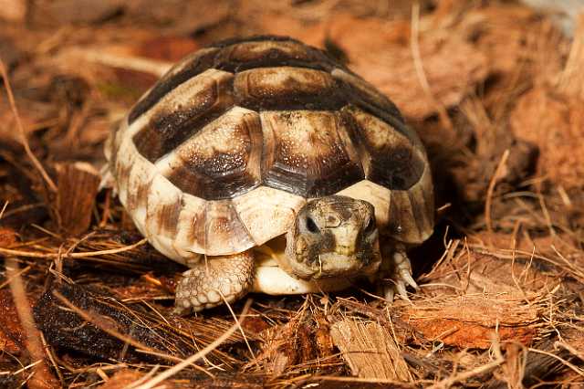 FH_101003_14821.jpg - Testudo marginata - juv