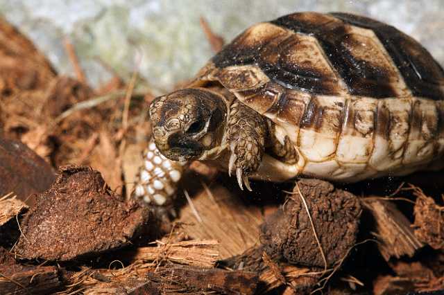 FH_101003_14822.jpg - Testudo marginata - juv