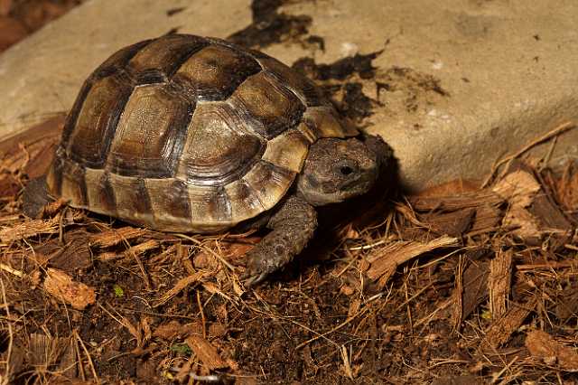 FH_101003_14863.jpg - Testudo graeca juv