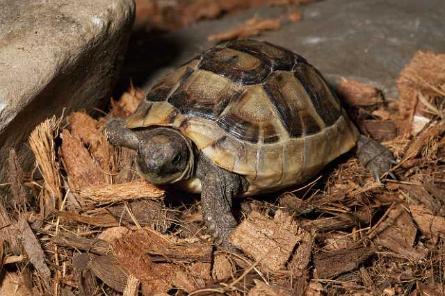 FH_101003_14865.jpg - Testudo graeca juv