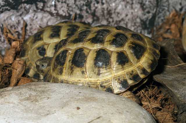 FH_101003_14871.jpg - Testudo horsfieldii juv