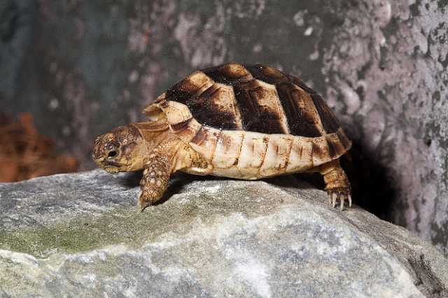 FH_101003_14904.jpg - Testudo horsfieldii juv