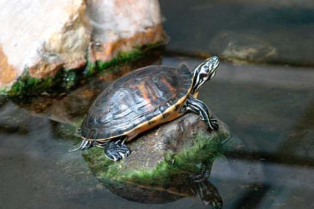 FH_TR_0017(roodwangschildpad).jpg