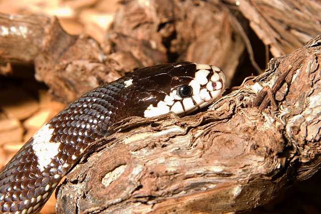 FH_070918_4395.jpg - Lampropeltis gutela (California)