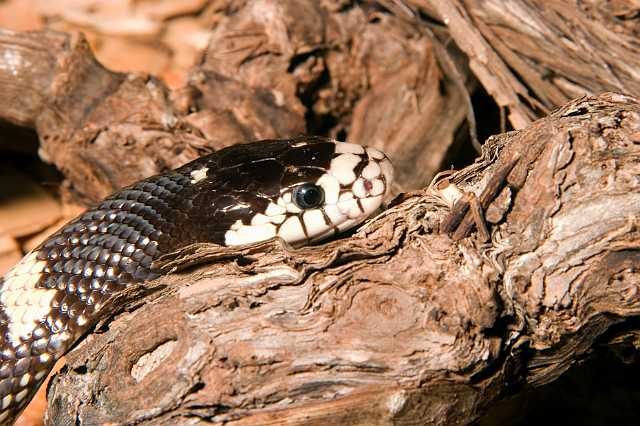 FH_070918_4396.jpg - Lampropeltis gutela (California)