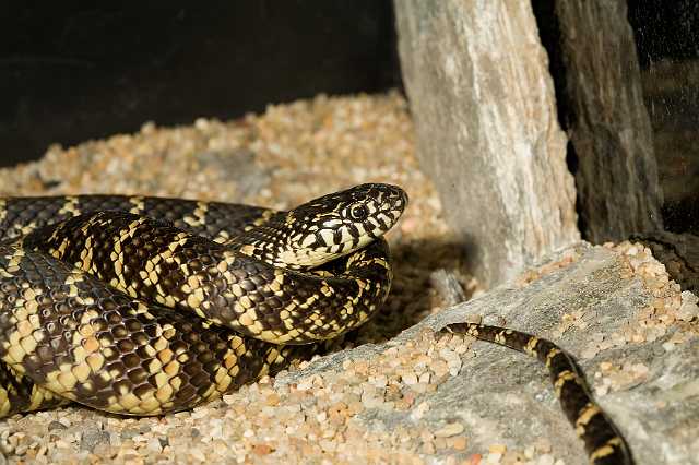 FH_081110_6956.jpg - Lampropeltis getulus floridiana