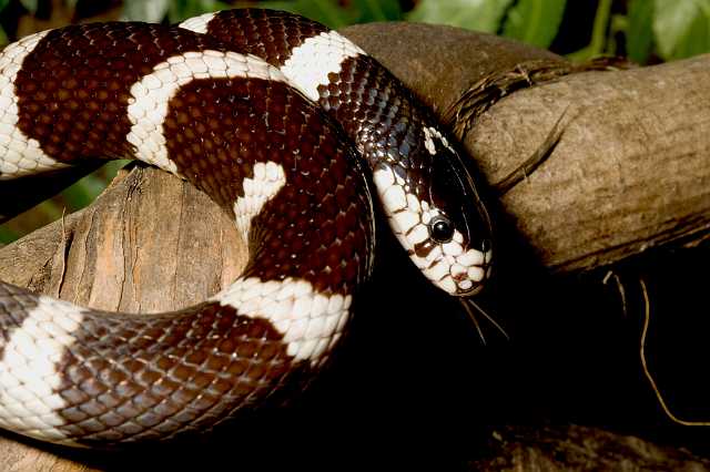 FH_090516_7788.jpg - Lampropeltis getulus californiae (Californische melkslang)