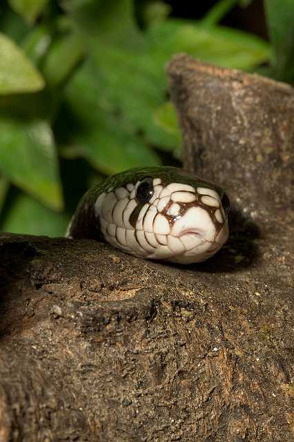 FH_090516_7789.jpg - Lampropeltis getulus californiae (Californische melkslang)