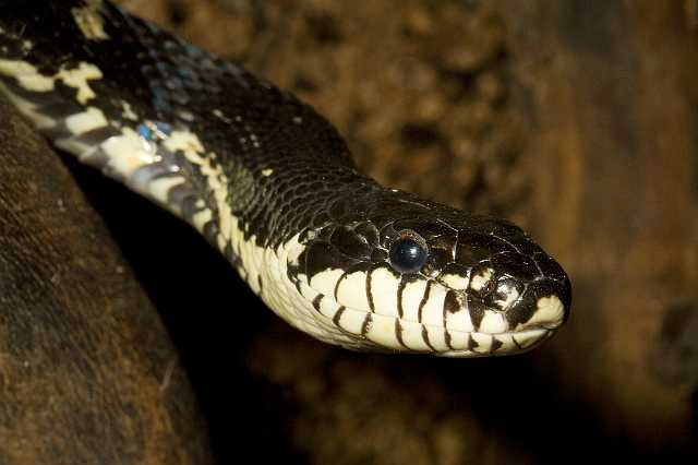 FH_090516_7867.jpg - Lampropeltis getulus californiae (Californische melkslang)