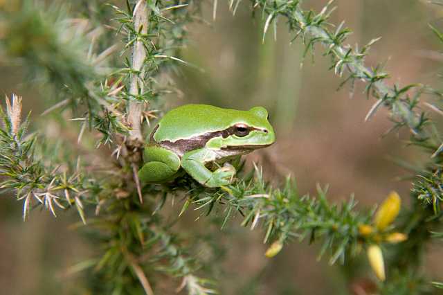 FH_080727_6045.jpg - Hyla arborea