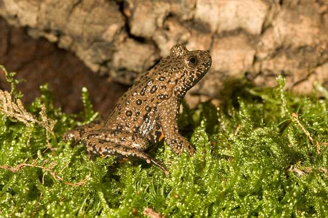 FH_081110_6911.jpg - Bombina orientalis, vuurbuikpad