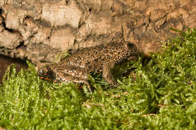 FH_081110_6912.jpg - Bombina orientalis, vuurbuikpad